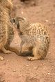 leipzig zoo-01_07_2011_zoo_allgemein_258